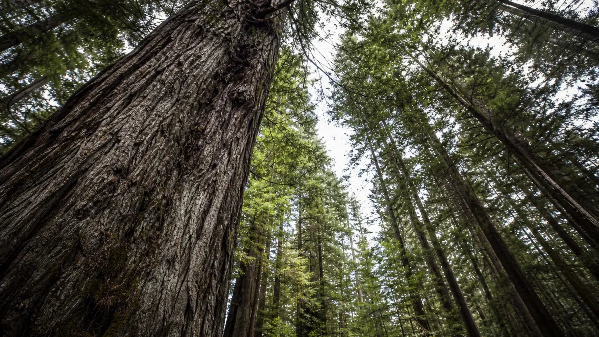 Poumon de la planète : le rôle vital des forêts boréales