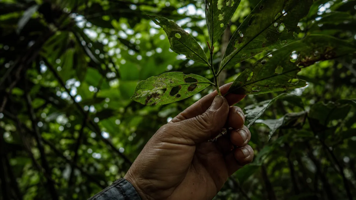 Faune abondante : les écosystèmes les plus riches du monde